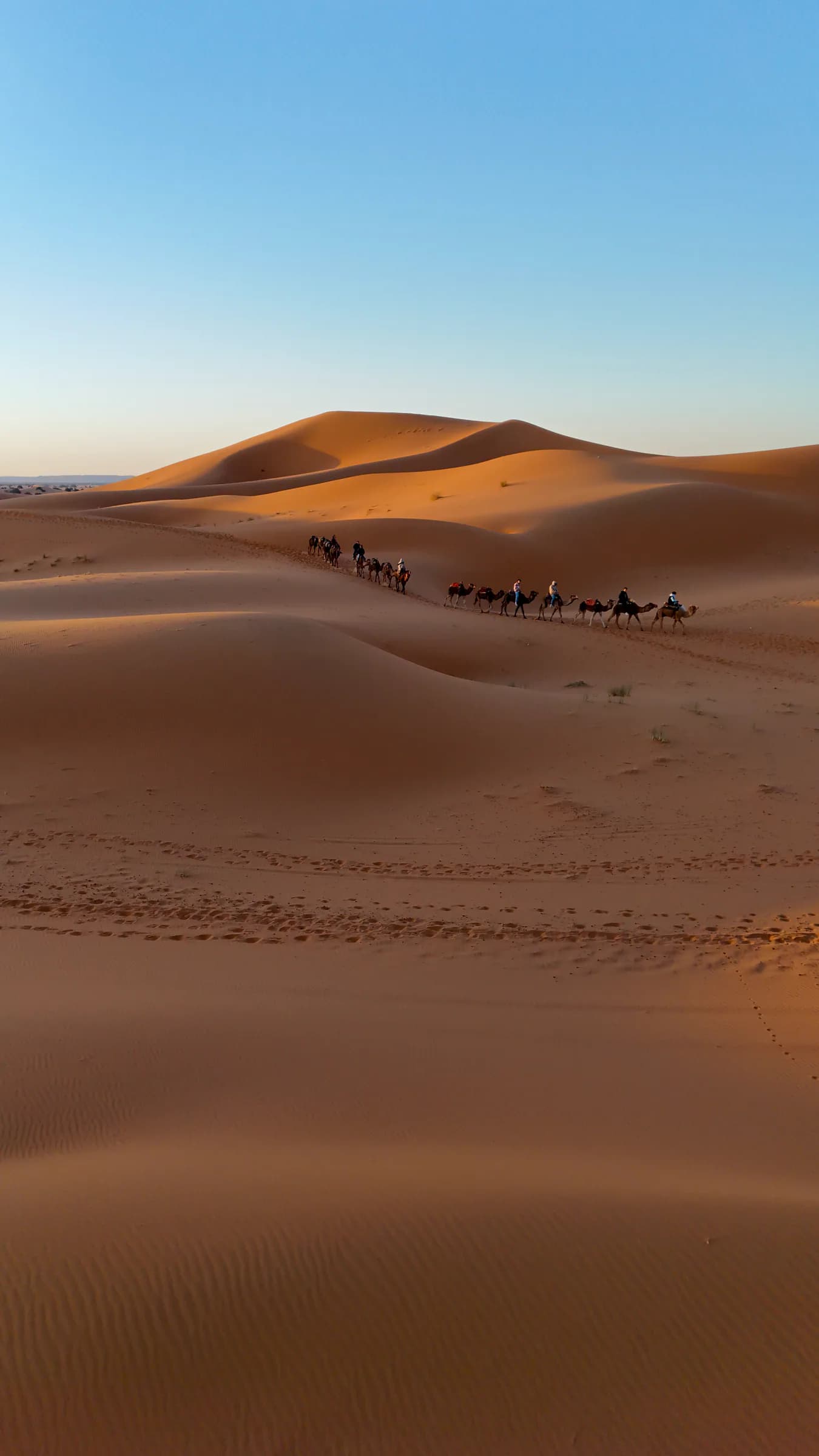 Camel caravan crossing Sahara dunes