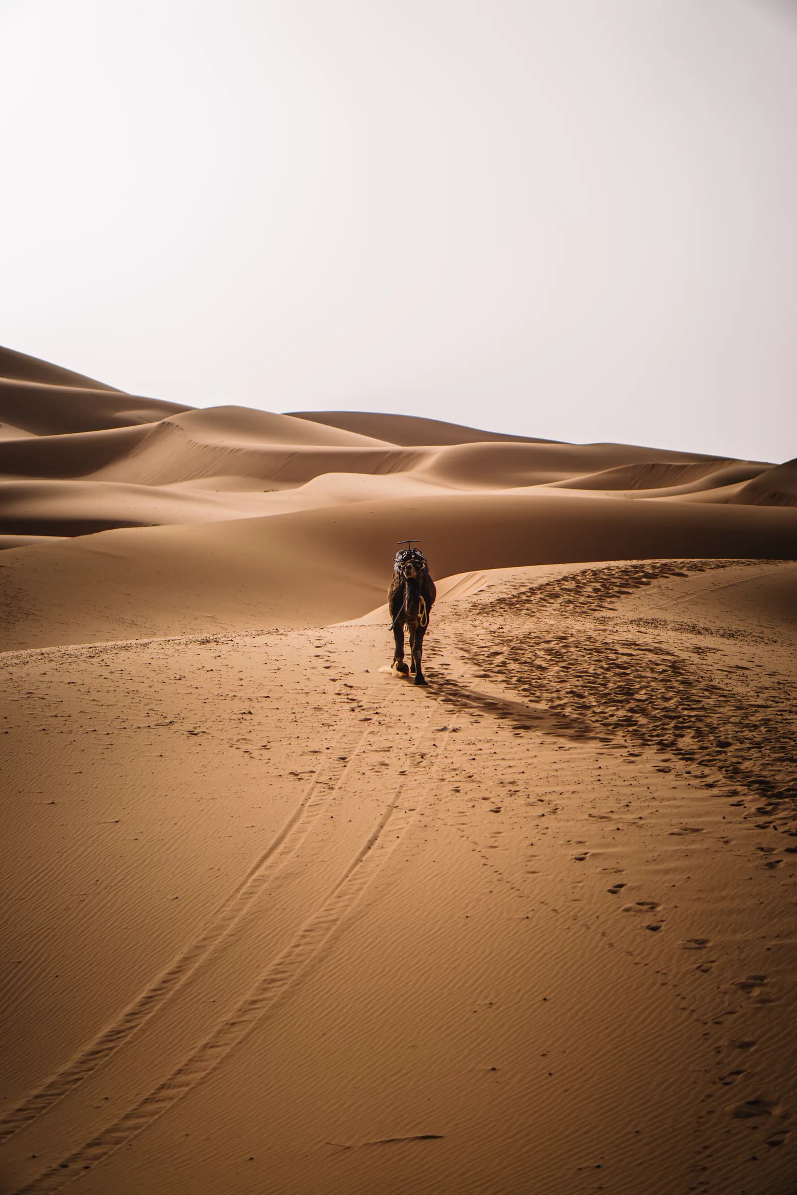 A traveler riding a camel across Sahara dunes