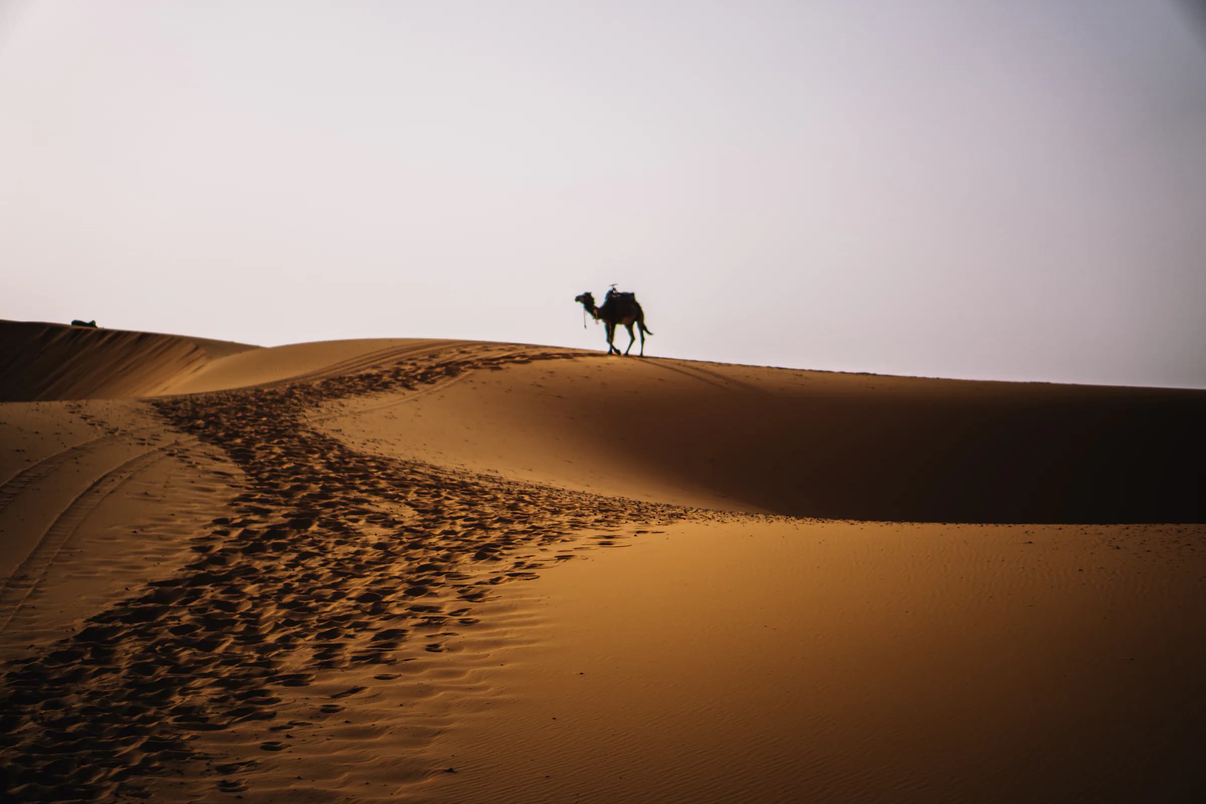 Camel silhouettes travelling along a Sahara dune ridge