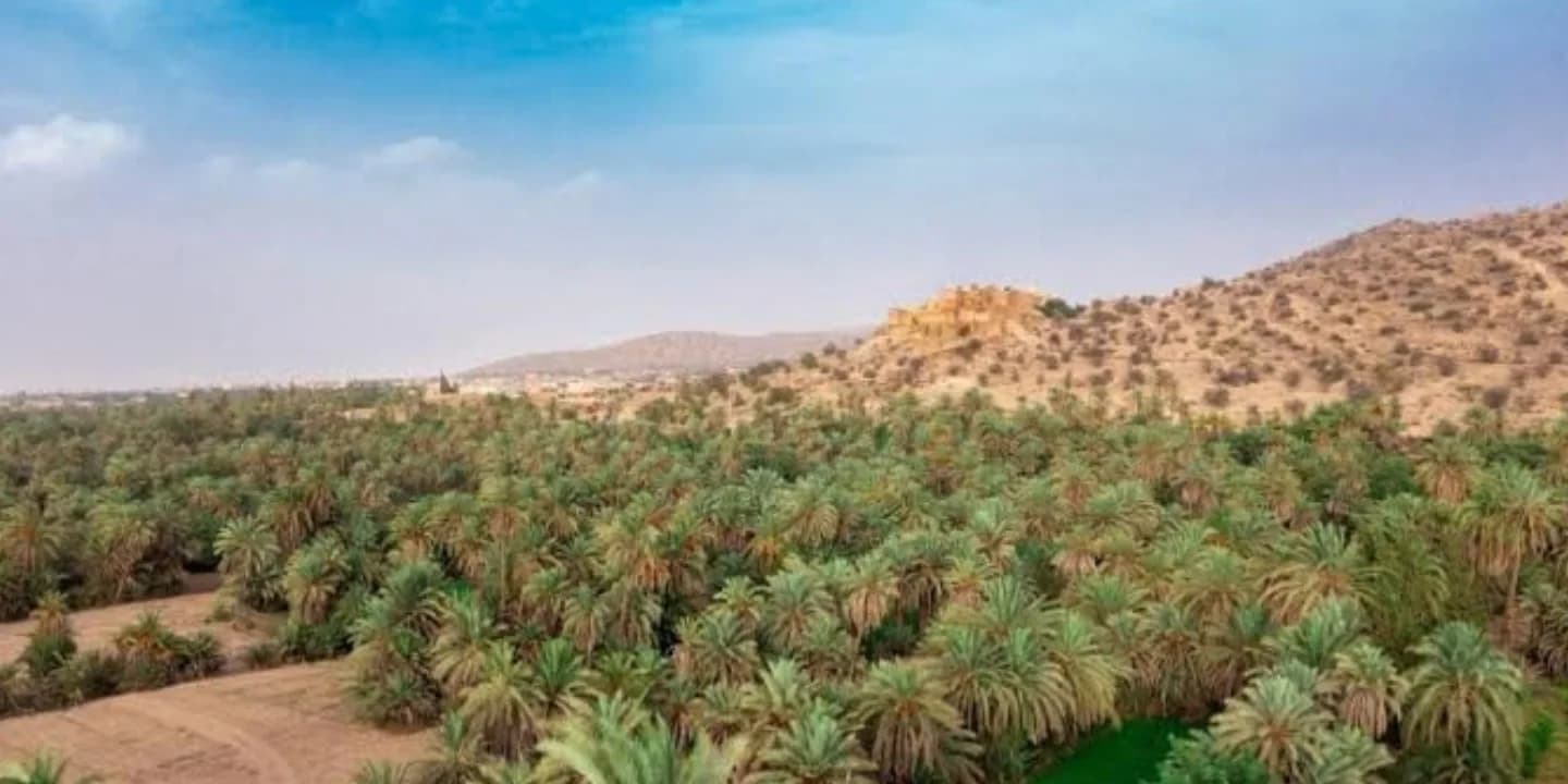 Palm oasis scenery in Tiout on a day trip from Agadir