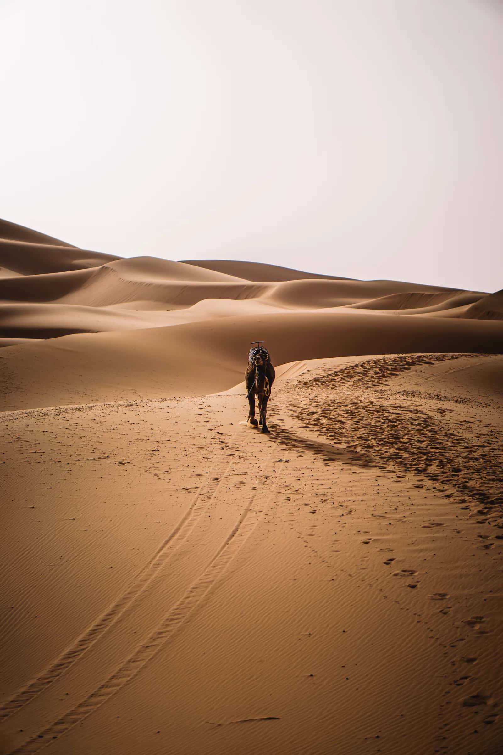 Traveler riding a camel across Sahara dunes
